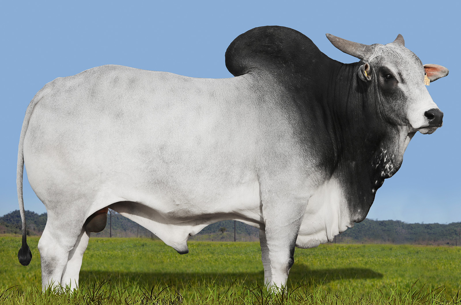 CIA KAIAPÓ DA GUARANI